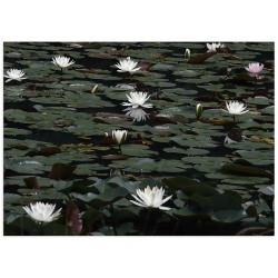 Постер "Water Lilies"