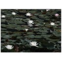 Постер "Water Lilies"