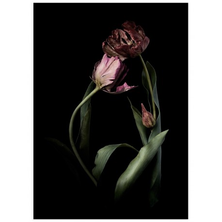 Постер "Tulips"