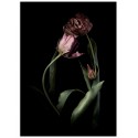 Постер "Tulips"