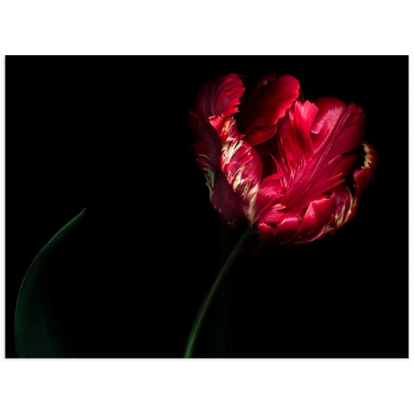 Постер "Tulip"