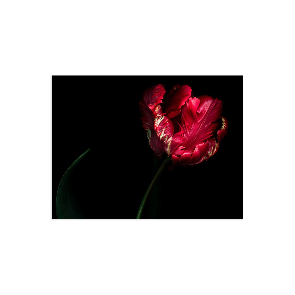 Постер "Tulip"