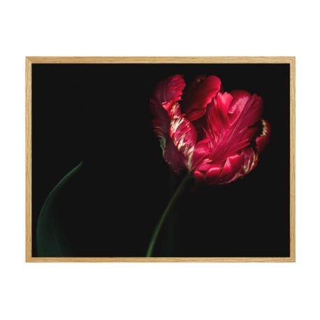 Постер "Tulip"