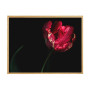 Постер "Tulip"