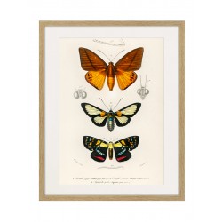 Постер "Botany. Butterflies"