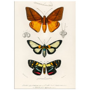 Постер "Botany. Butterflies"