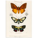 Постер "Botany. Butterflies"