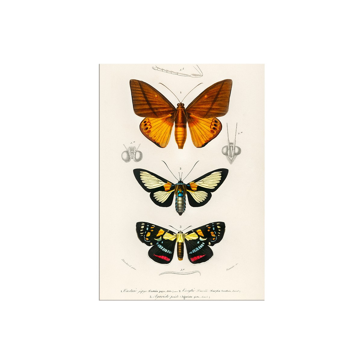 Постер "Botany. Butterflies"