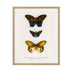 Постер "Botany. Butterflies"