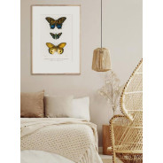 Постер "Botany. Butterflies"