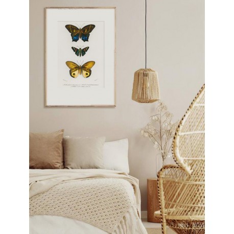 Постер "Botany. Butterflies"