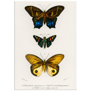 Постер "Botany. Butterflies"