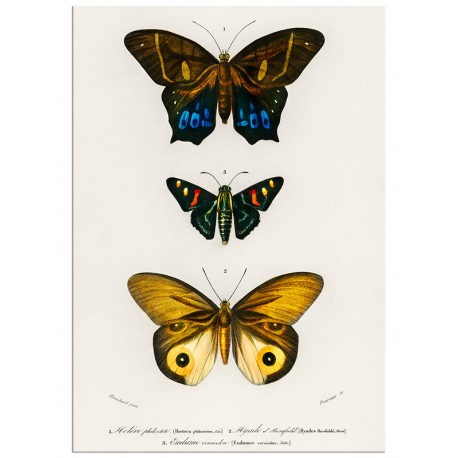 Постер "Botany. Butterflies"