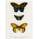 Постер "Botany. Butterflies"