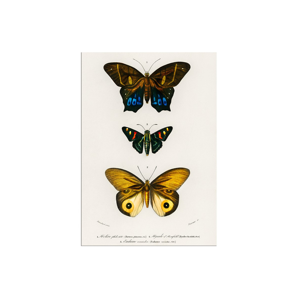 Постер "Botany. Butterflies"