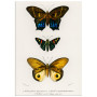 Постер "Botany. Butterflies"
