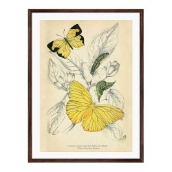 Постер "Botany. Butterflies"