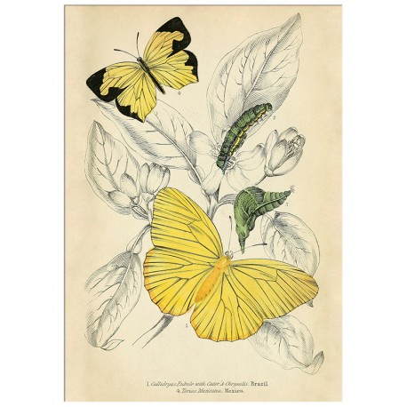 Постер "Botany. Butterflies"