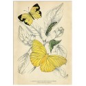 Постер "Botany. Butterflies"
