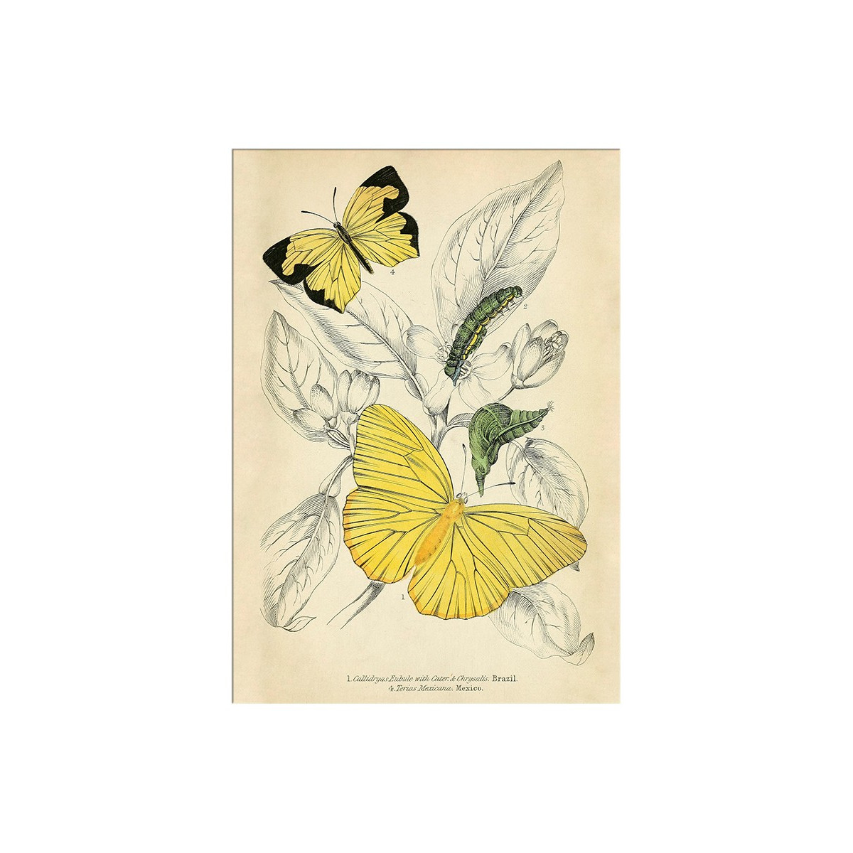 Постер "Botany. Butterflies"