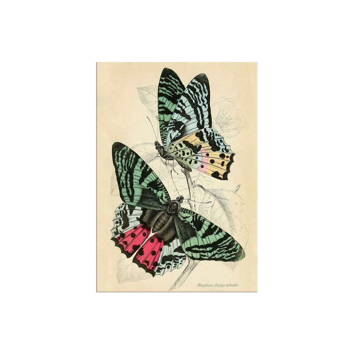Постер "Botany. Butterflies"