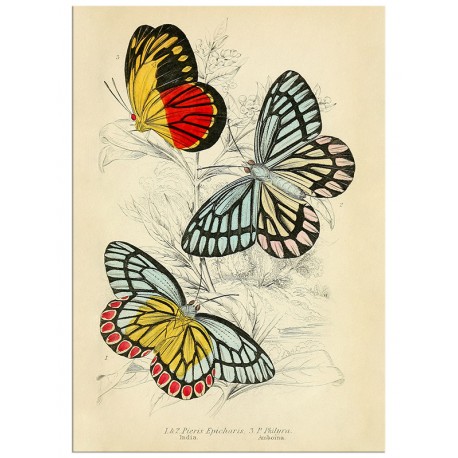 Постер "Botany. Butterflies"