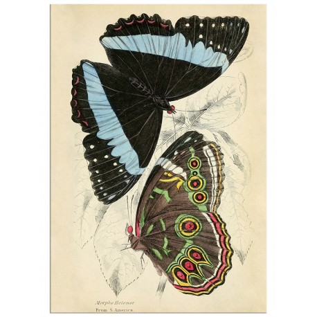 Постер "Botany. Butterflies"