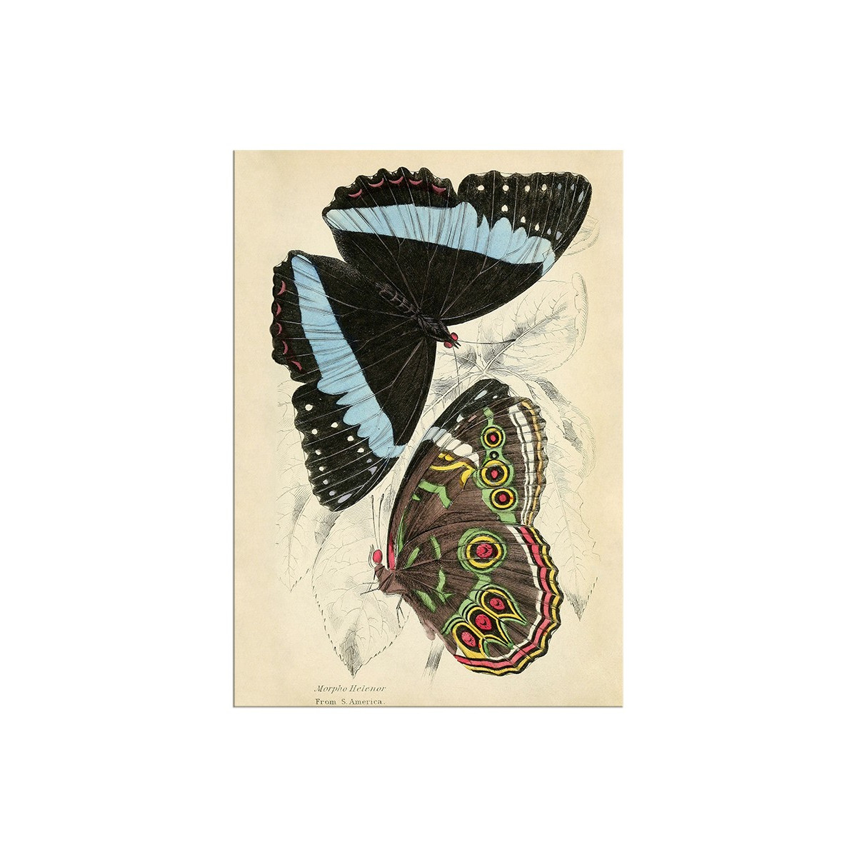 Постер "Botany. Butterflies"