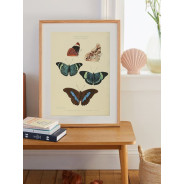 Постер "Botany. Butterflies"