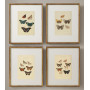 Постер "Botany. Butterflies"