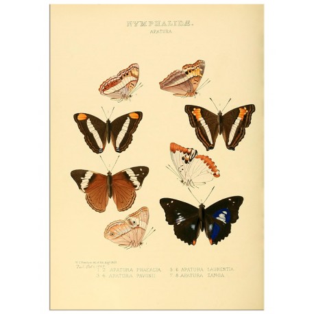 Постер "Botany. Butterflies"