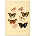 Постер "Botany. Butterflies"