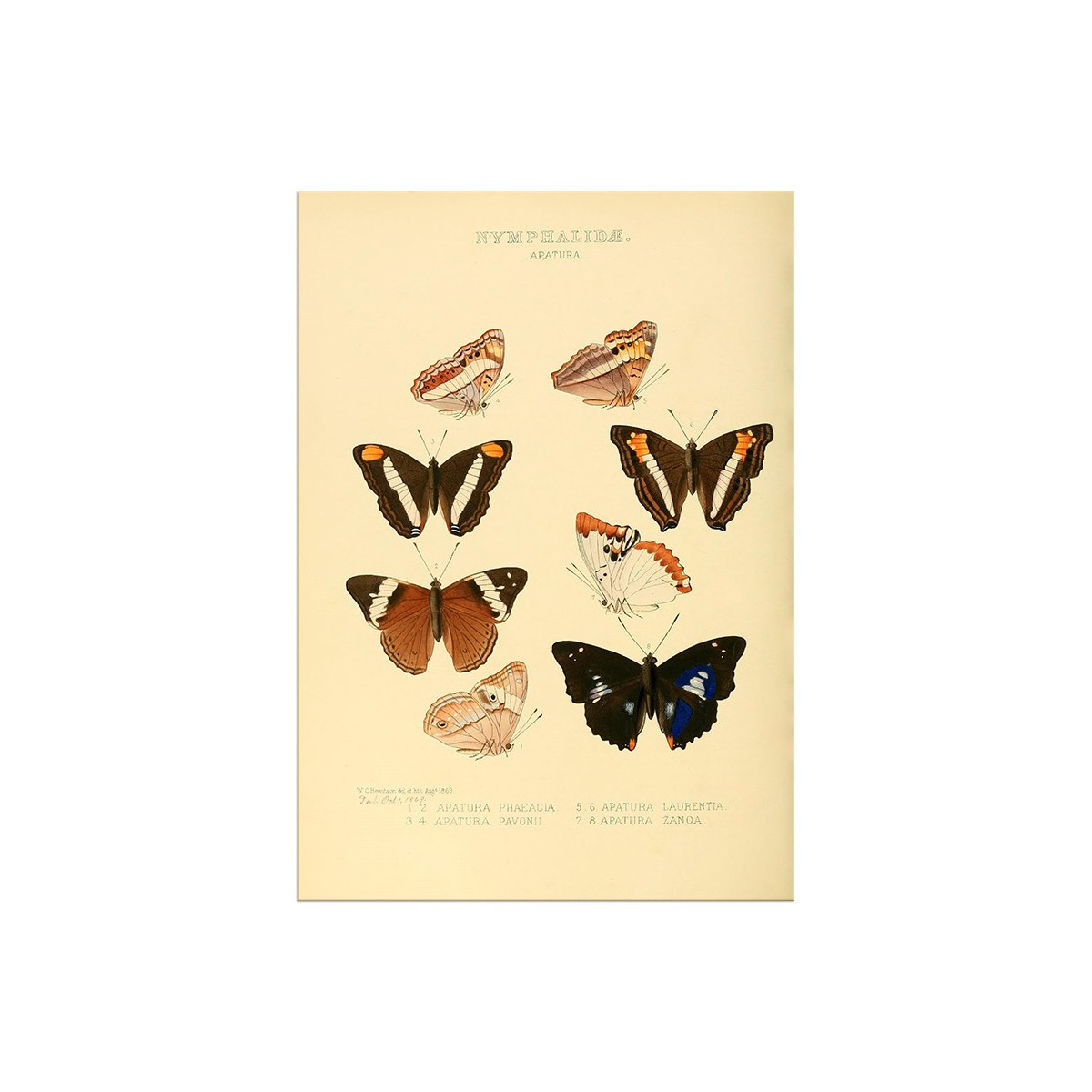 Постер "Botany. Butterflies"