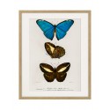 Постер в рамке "Botany. Butterflies"