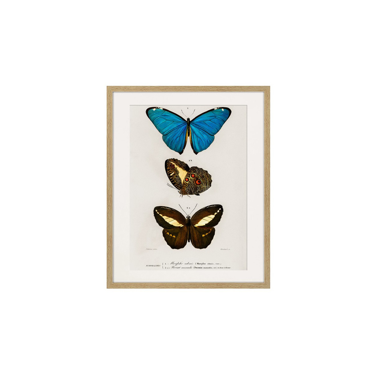 Постер в рамке "Botany. Butterflies"