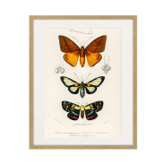 Постер в рамке "Botany. Butterflies"