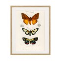 Постер в рамке "Botany. Butterflies"