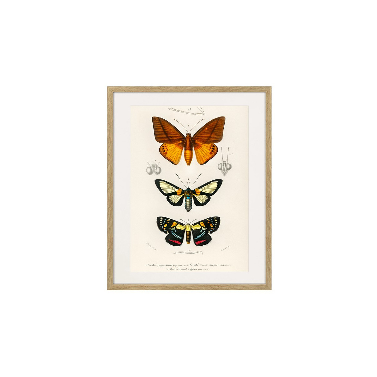 Постер в рамке "Botany. Butterflies"