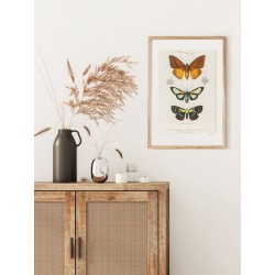 Постер в рамке "Botany. Butterflies"