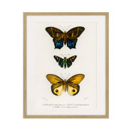Постер в рамке "Botany. Butterflies"