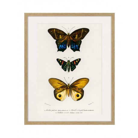Постер в рамке "Botany. Butterflies"