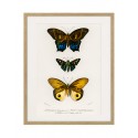 Постер в рамке "Botany. Butterflies"