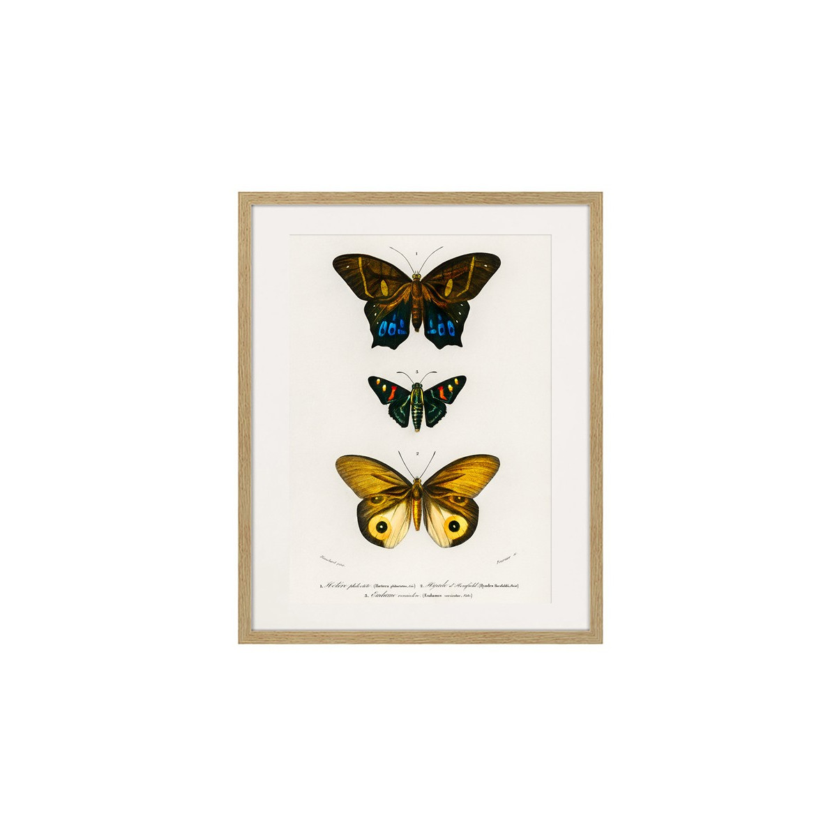 Постер в рамке "Botany. Butterflies"