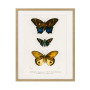 Постер в рамке "Botany. Butterflies"