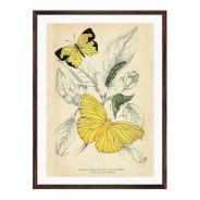 Постер в рамці "Botany. Butterflies"