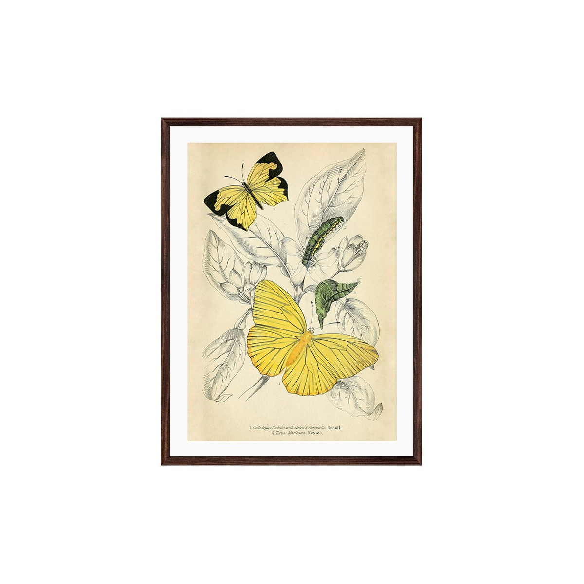 Постер в рамці "Botany. Butterflies"