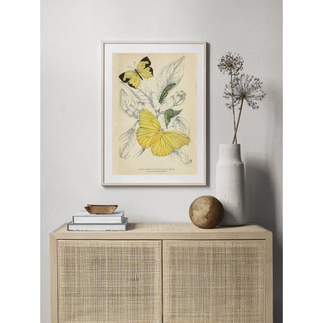 Постер в рамці "Botany. Butterflies"