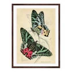 Постер в рамке "Botany. Butterflies"