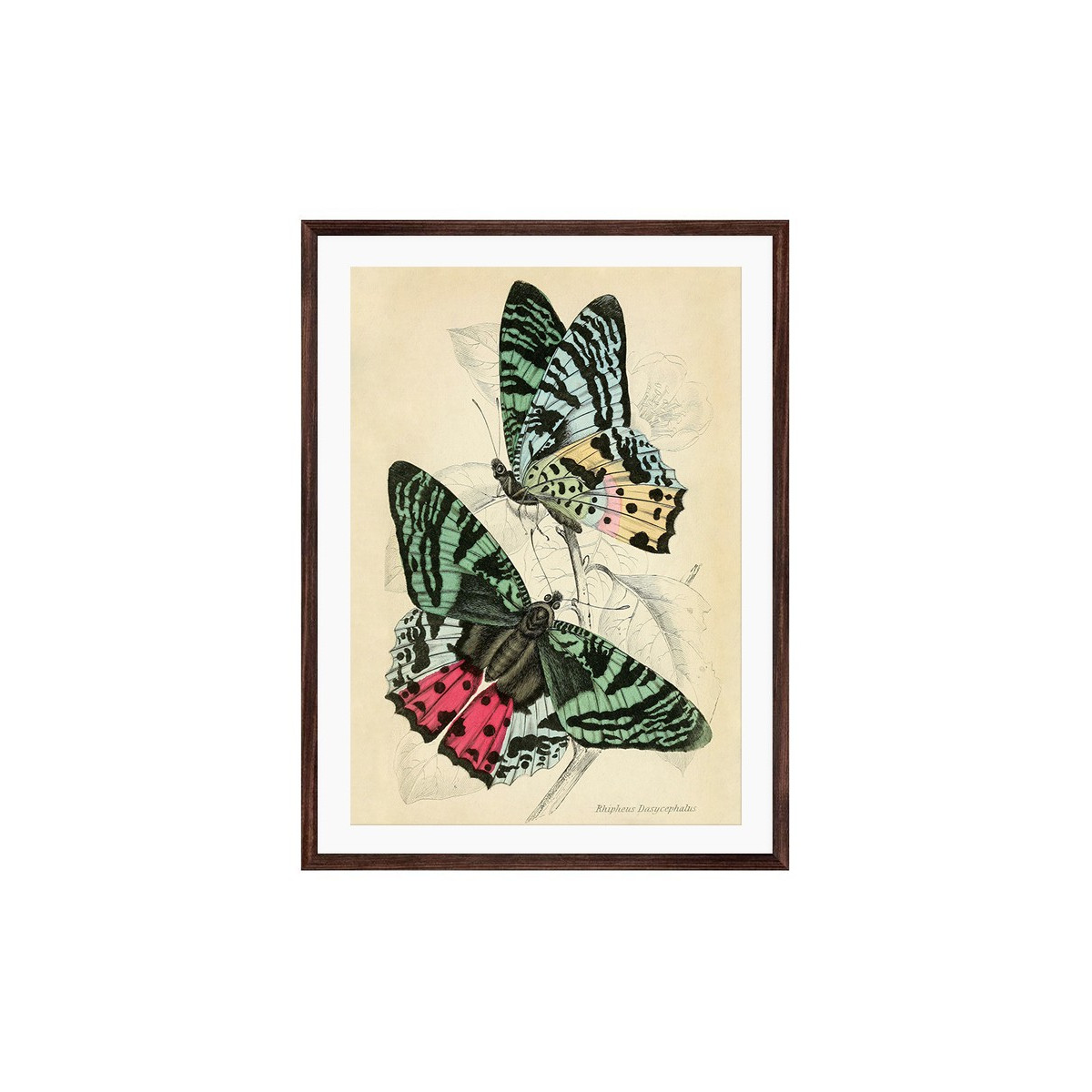 Постер в рамке "Botany. Butterflies"