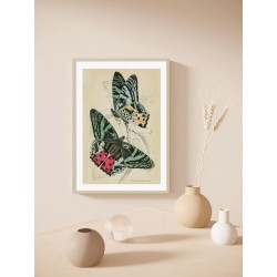 Постер в рамці "Botany. Butterflies"